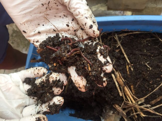How to Maintain a Worm Farm