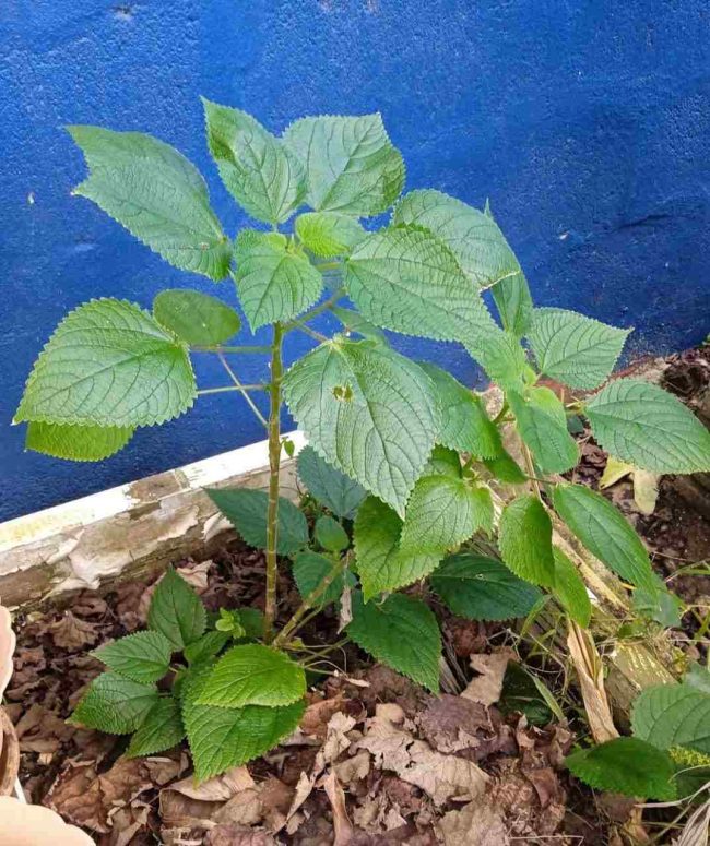 Stinging Nettle Stinging Nettle in the garden